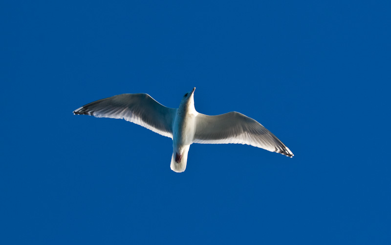 Glaucous-Winged Gull In Flight